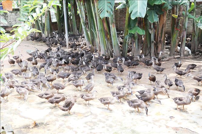 nuôi vịt trời nuôi vịt trời