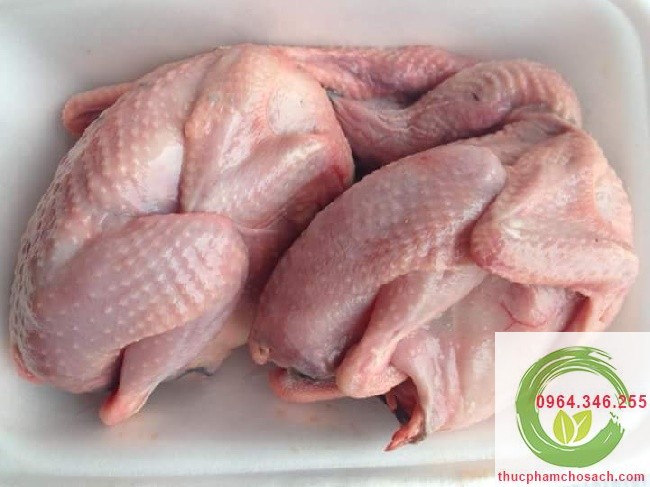 Bồ câu làm sạch tại Hà Nội