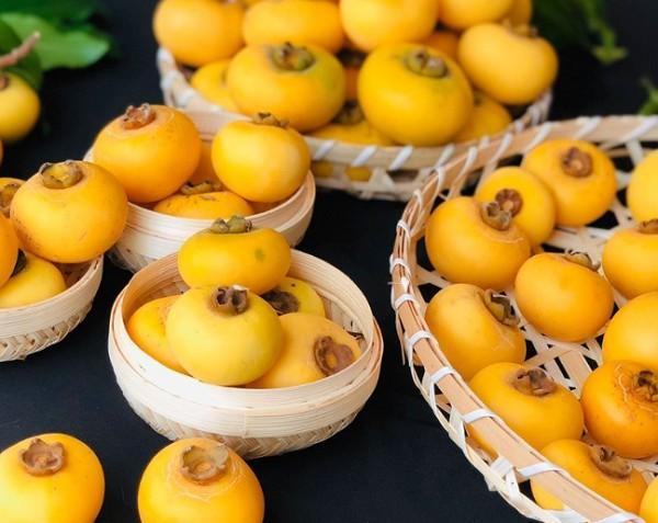 Lợi ích khi ăn quả thị bạn nên biết Lợi ích khi ăn quả thị bạn nên biết
