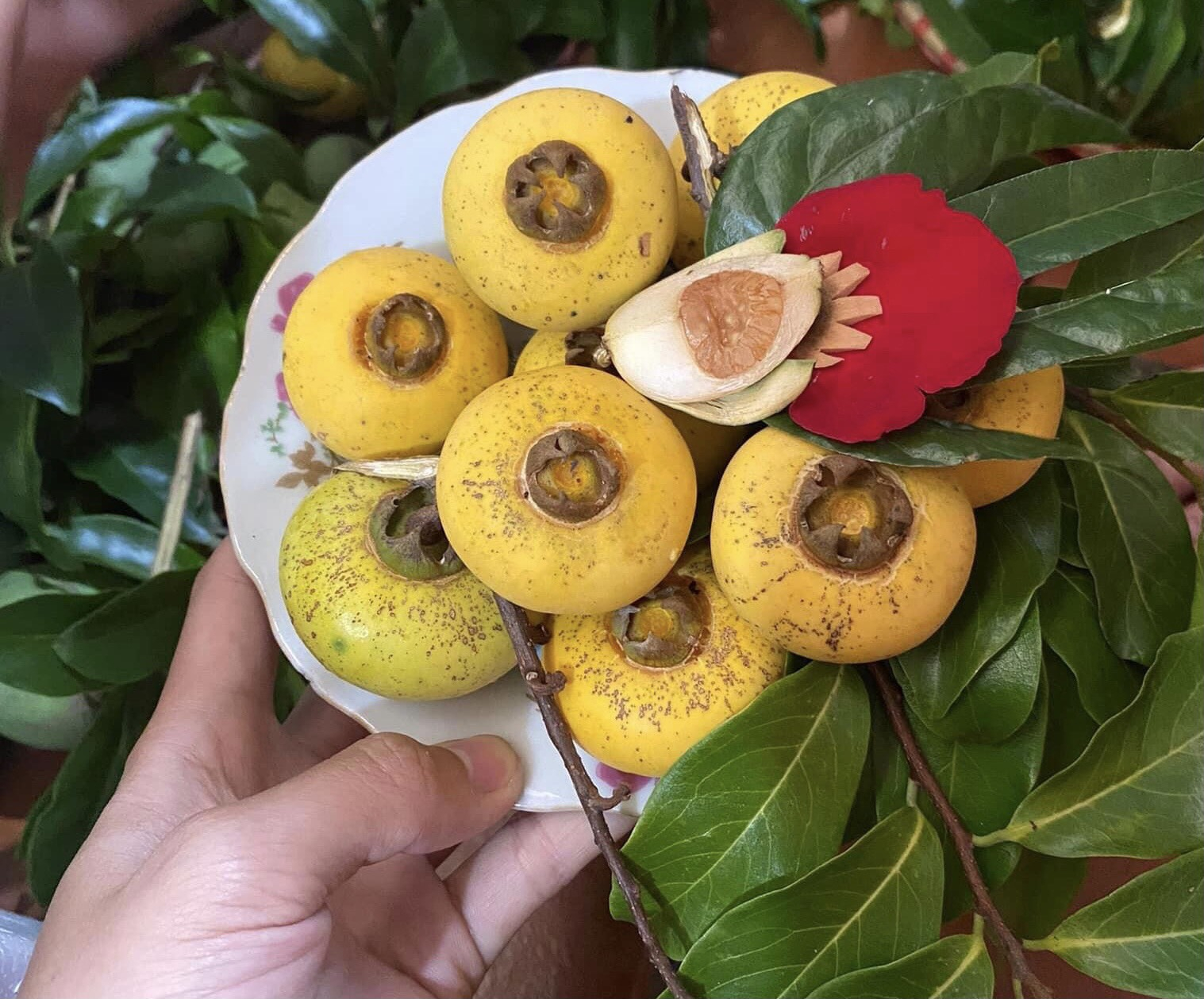 Hướng dẫn cách thưởng thức quả thị thơm Hướng dẫn cách thưởng thức quả thị thơm