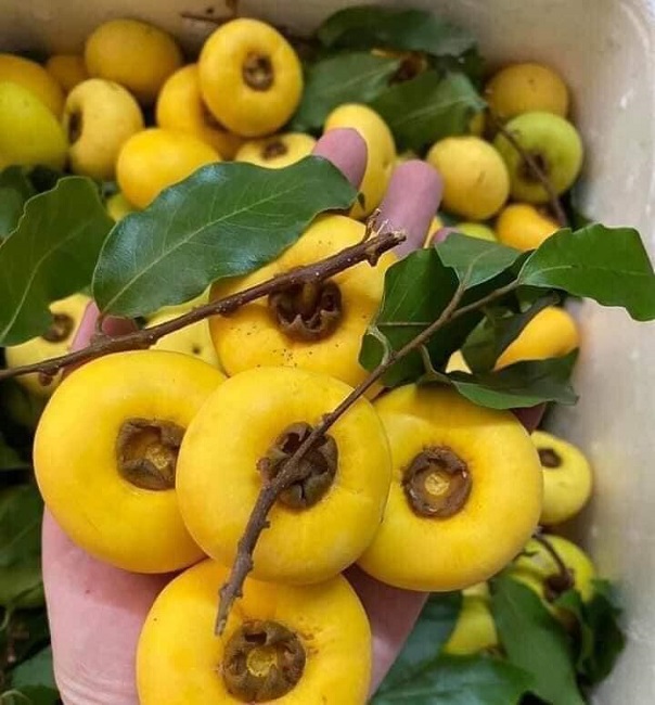 Địa chỉ mua quả thị thơm giá tốt tại Hà Nội Địa chỉ mua quả thị thơm giá tốt tại Hà Nội