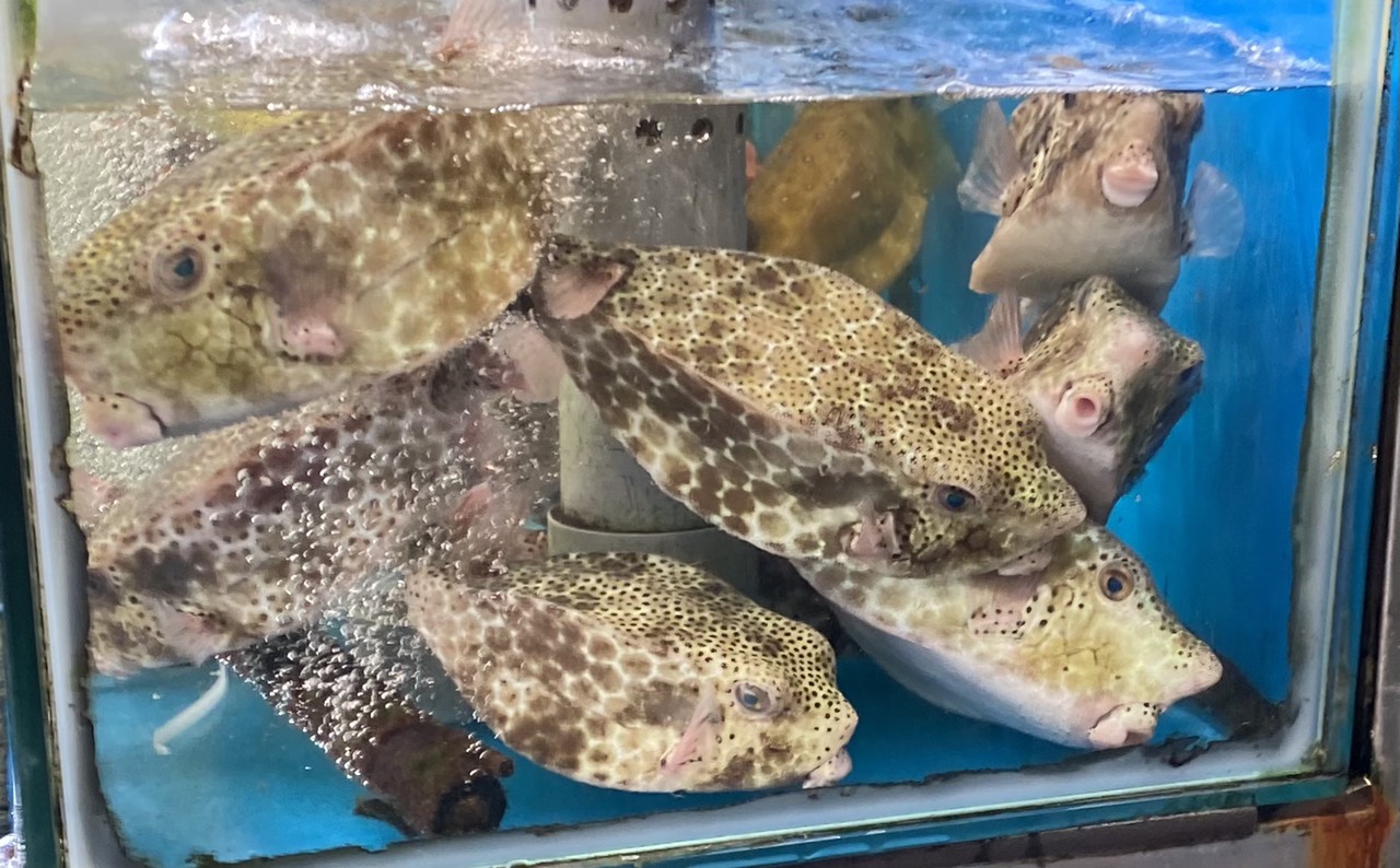 Cá bò hòm - Loài cá độc đáo ở vùng biển nhiệt đới Cá bò hòm - Loài cá độc đáo ở vùng biển nhiệt đới