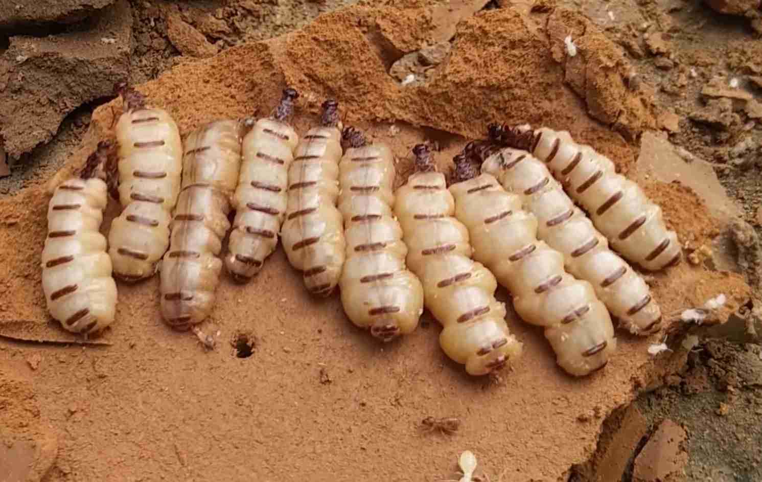 Mối chúa 1.8tr/1kg Mối chúa 1.8tr/1kg