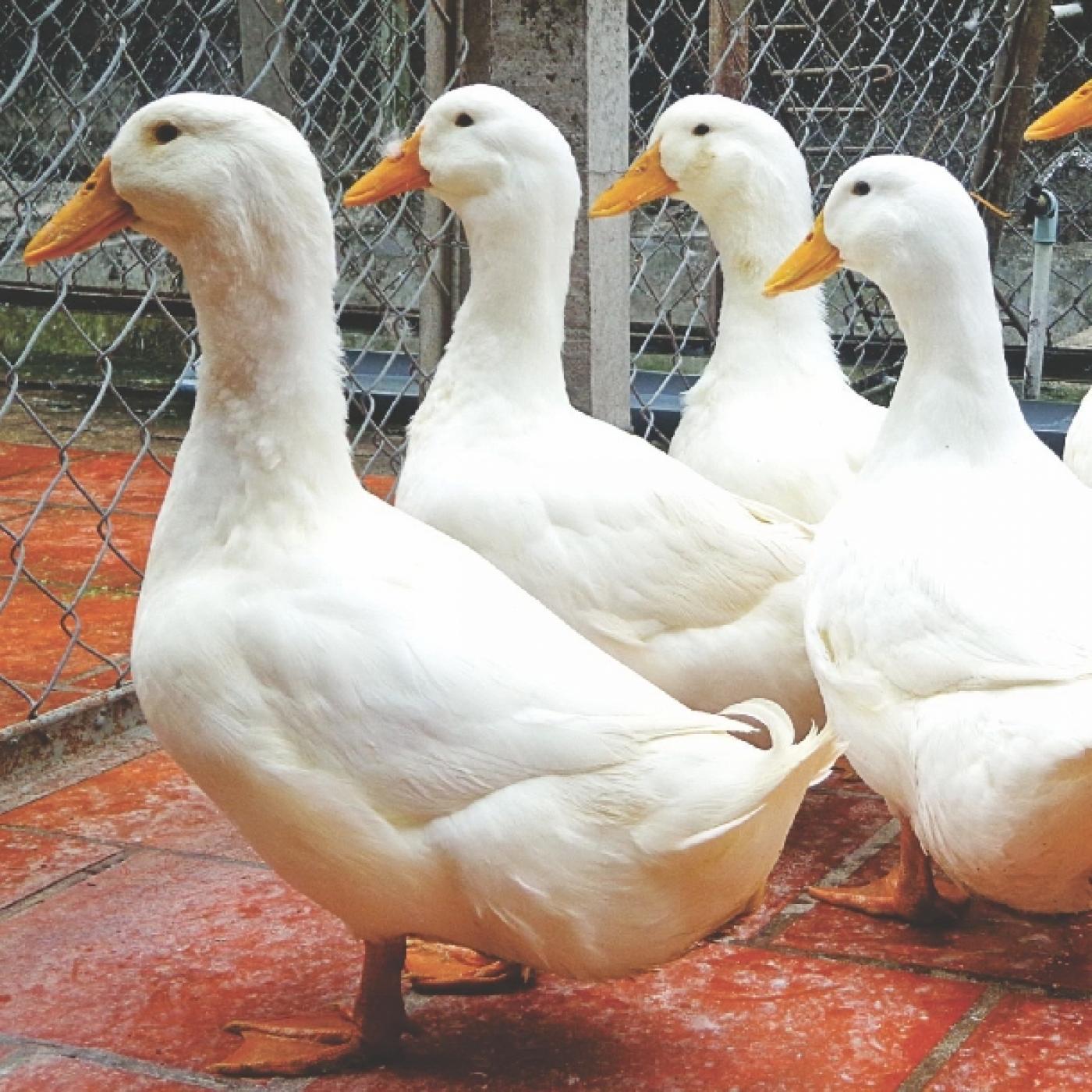 Vịt bầu cánh trắng - 120k/kg Vịt bầu cánh trắng - 120k/kg
