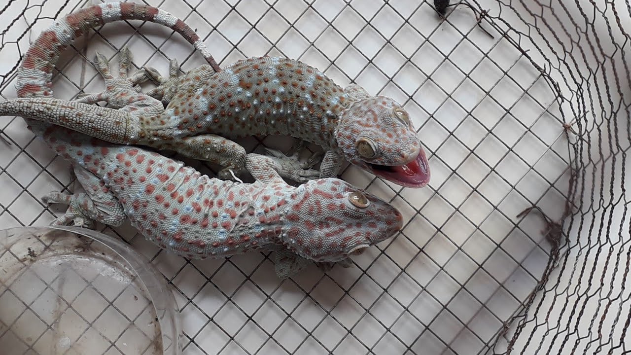 Sơ chế tắc kè đúng cách Sơ chế tắc kè đúng cách