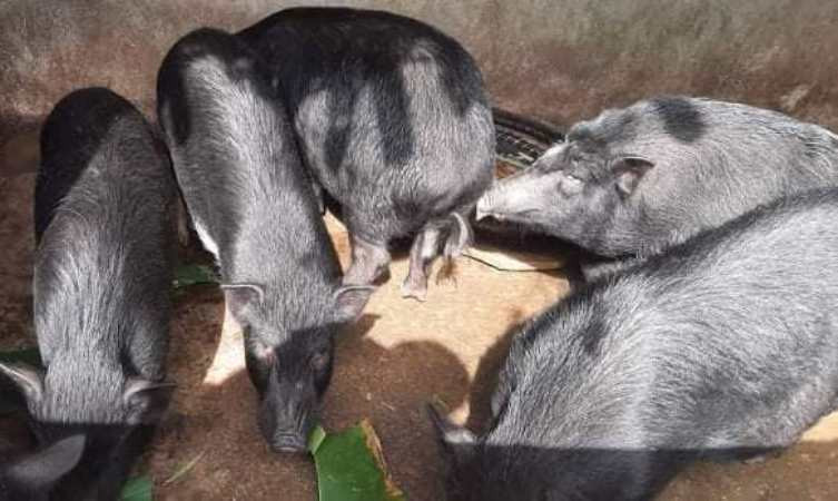 Lợn mán nguyên con - 220k/kg Lợn mán nguyên con - 220k/kg