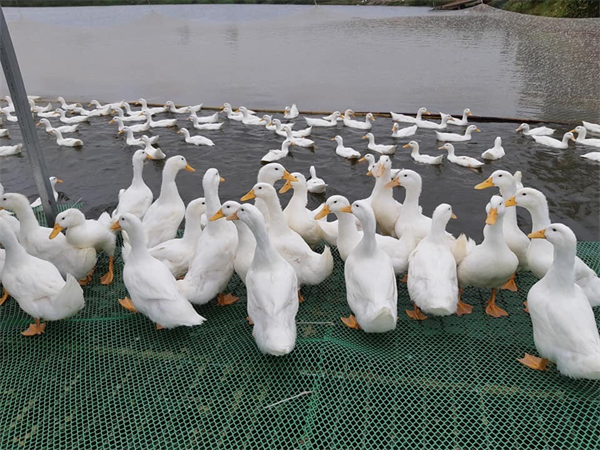 Vịt ăn gì Vịt ăn gì