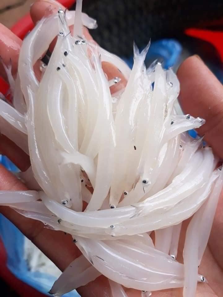 Cá ngần sông Đà - 260k/kg Cá ngần sông Đà - 260k/kg