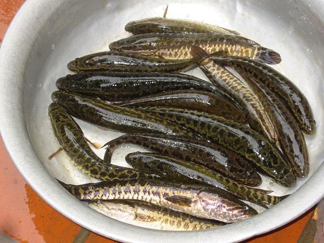 Niêu cá quả kho 2 Niêu cá quả kho 2
