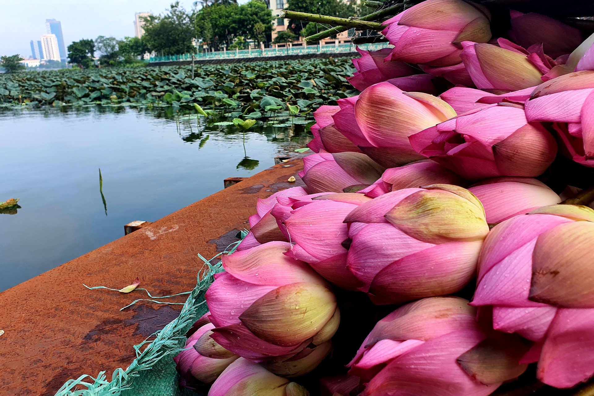 Chè ướp bông sen tươi Quảng Bá 3 Chè ướp bông sen tươi Quảng Bá 3