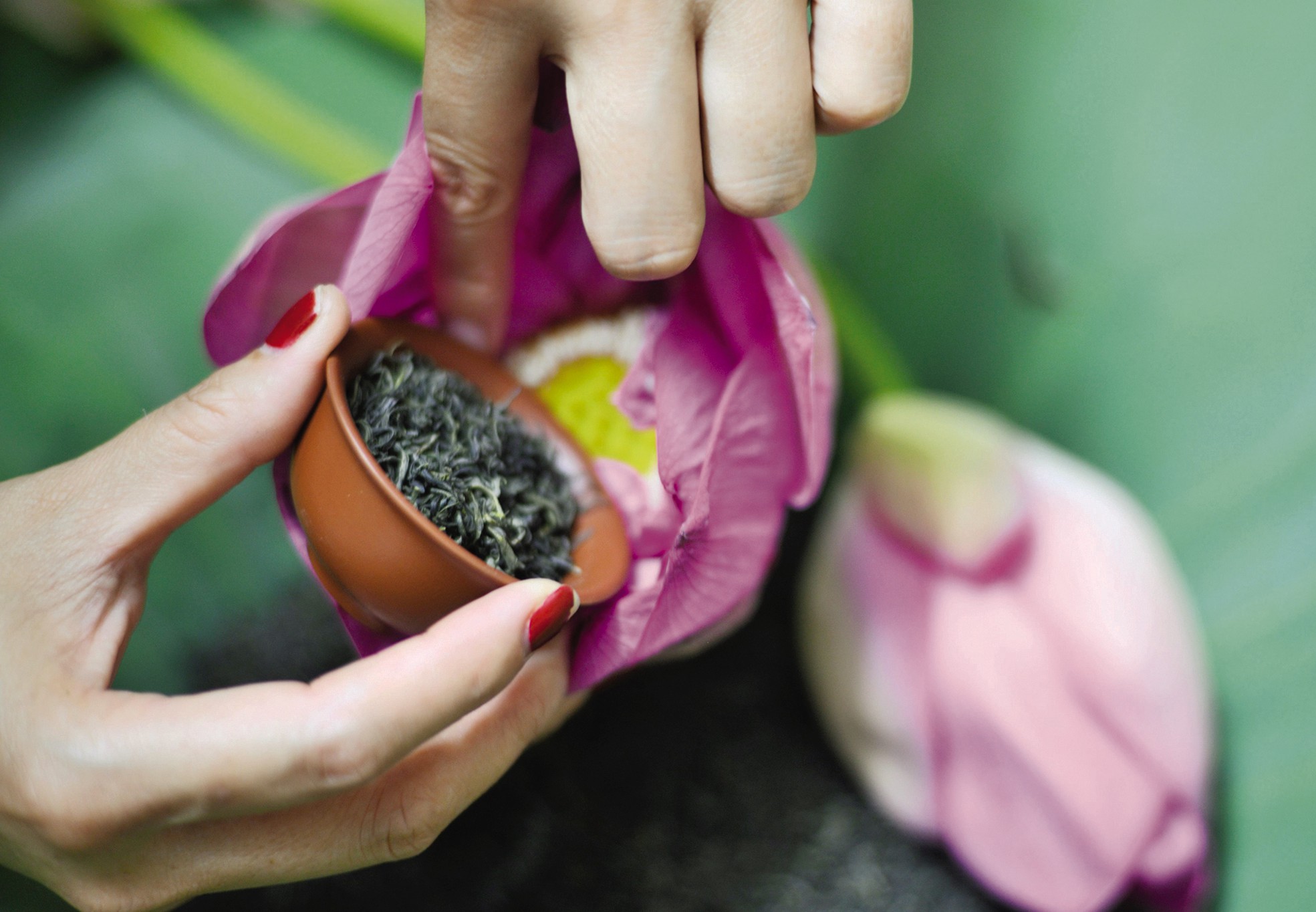 Chè ướp bông sen tươi Quảng Bá 5 Chè ướp bông sen tươi Quảng Bá 5