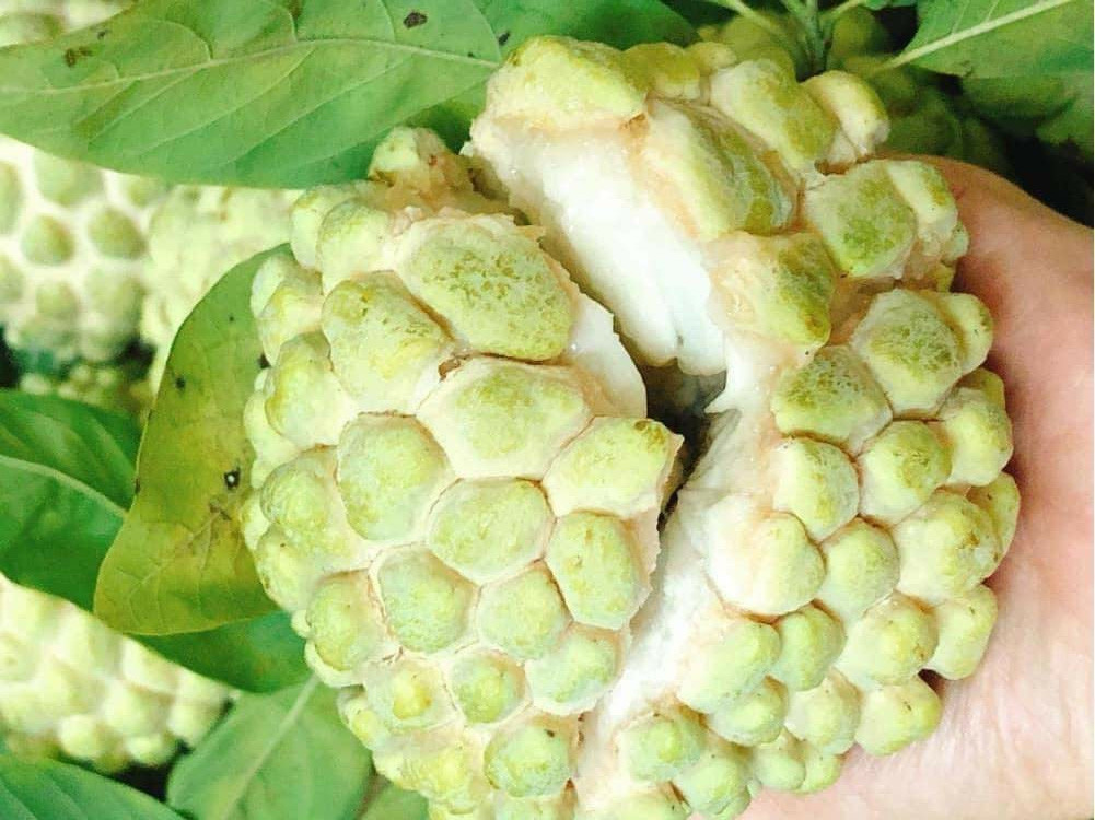 quả na bở Chi Lăng Thủy Nguyên Hà Giang1 quả na bở Chi Lăng Thủy Nguyên Hà Giang1