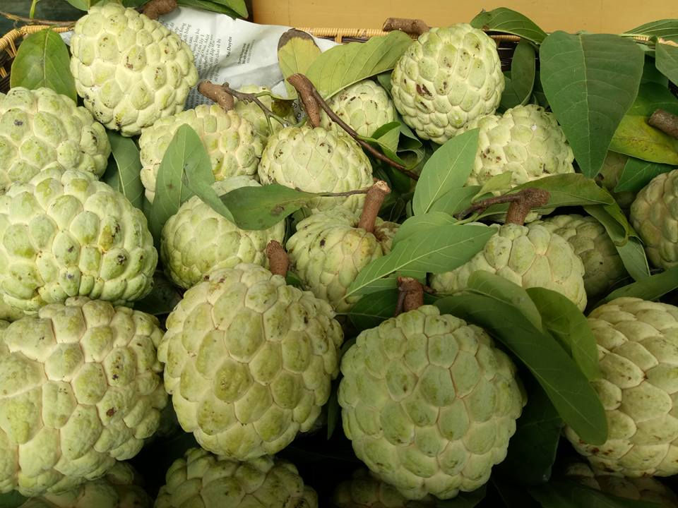 quả na bở Chi Lăng Thủy Nguyên Hà Giang5 quả na bở Chi Lăng Thủy Nguyên Hà Giang5