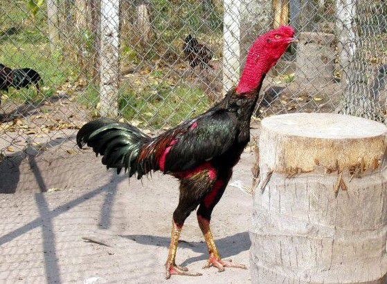 Giới thiệu và công dung của thịt gà chọi Giới thiệu và công dung của thịt gà chọi