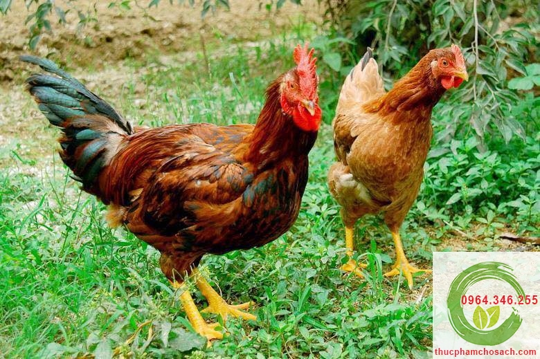 Gà ri chạy bộ