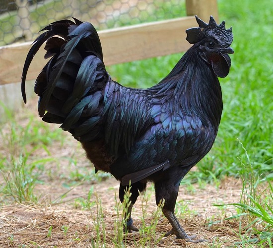Gà Đen H'mông 220k/kg