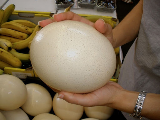Trứng đà điểu